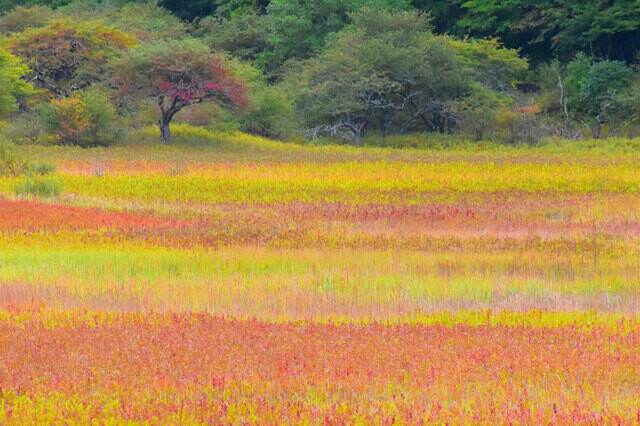 【栃木県 2024年版】  秋の絶景・風物詩10選 金屏風とも 称される日光・小田代原の幻想風景