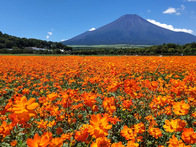 【2024年版】 今こそ行きたい！ 日本の秋の絶景 〜中部・北陸篇〜