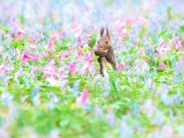 【北海道 〜春の絶景10選〜】エゾリスが生息し、花々あふれる神社はまるで“絵本の世界”／2025年版