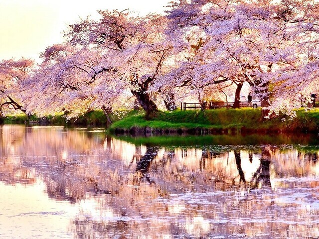 【岩手県 〜春の絶景・風物詩10選〜】桜が“五郎沼”に映り、一帯をピンク色に染め上げる／2025年版