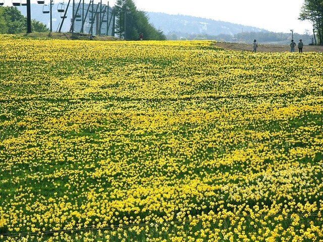 【宮城県 〜春の絶景・風物詩10選〜】50万のスイセンが咲き誇る絶景“ロマンチックイエロー”／2025年版