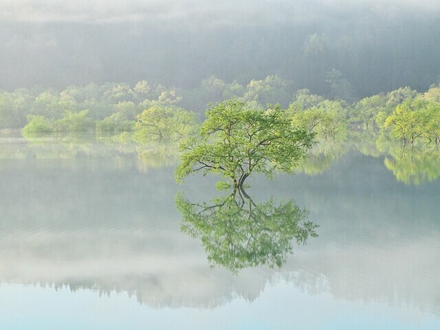 【山形県 〜春の絶景・風物詩10選〜】春だけ出現する、“水没林”の短命な美しさは必見／2025年版