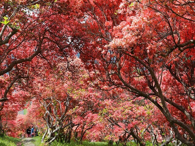 【福島県 〜春の絶景・風物詩10選〜】4000の“真っ赤な山ツツジ”が咲き誇る壮麗な景色は圧巻／2025年版