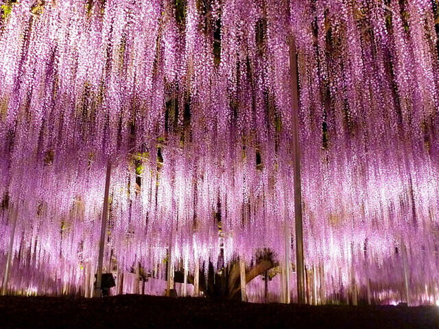 【栃木県 〜春の絶景・風物詩10選〜】“世界の夢の旅行先10選”にもなった、花の楽園の大藤／2025年版