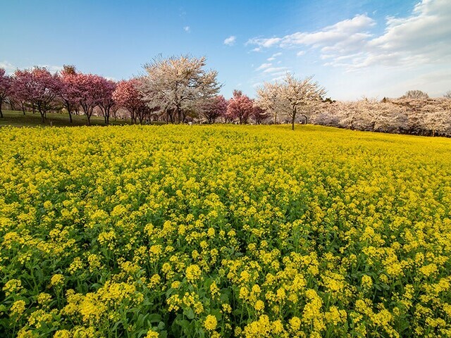 【群馬県 〜春の絶景・風物詩10選〜】“千本桜と菜の花畑”のコラボに、思わず心が躍る／2025年版