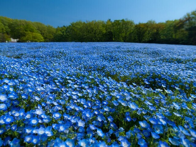 【埼玉県 〜春の絶景・風物詩10選〜】 10万のネモフィラが広がる、幻想的な“青の絶景”／2025年版