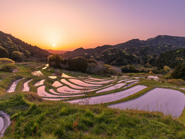 【千葉県 〜春の絶景・風物詩10選〜】水田が鏡となり朝はピンクになる“都心に一番近い棚田”／2025年版