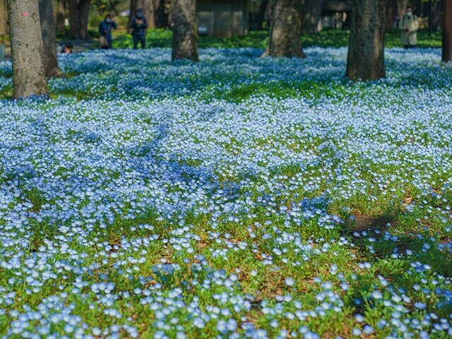【東京都 〜春の絶景・風物詩10選〜】“都会のオアシス”に咲き乱れる、可憐なネモフィラの花／2025年版