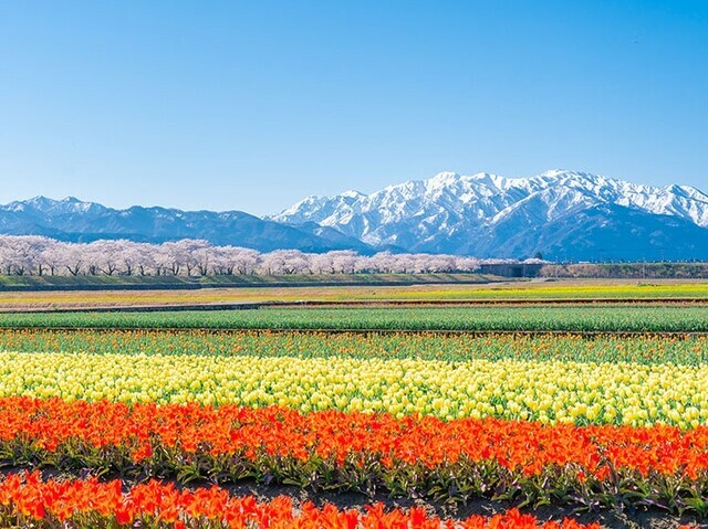 【富山県 〜春の絶景・風物詩10選〜】奇跡のような“春の四重奏”は、ここでしか出会えない／2025年版