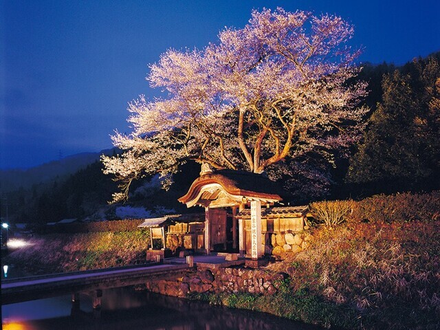 【福井県 〜春の絶景・風物詩10選〜】“発掘された城下町跡”に咲く、歴史好きはたまらない桜／2025年版