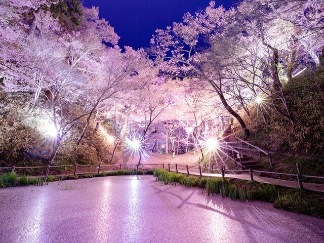 【長野県 〜春の絶景・風物詩10選〜】“天下第一の桜”が、満開の薄紅色に染まり“桜雲”に／2025年版