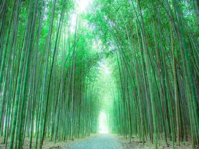 【岐阜県 〜春の絶景・風物詩10選〜】木曽川のほとりにある“かぐや姫の散歩道”で癒やされる／2025年版