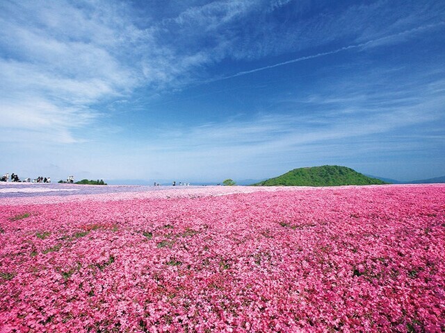 【愛知県 〜春の絶景・風物詩10選〜】芝桜が美しい高原、夜は鹿に出会える“ナイトサファリ”／2025年版