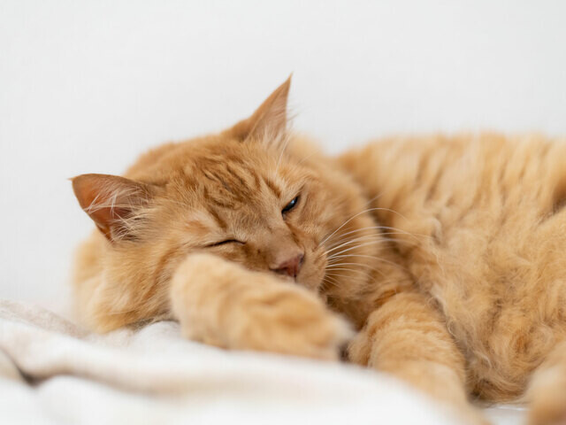 突然“私”に何かあっても飼い猫はずっと幸せに暮らしてほしい。飼い主として今すぐできる〈セーフティネット〉とは？