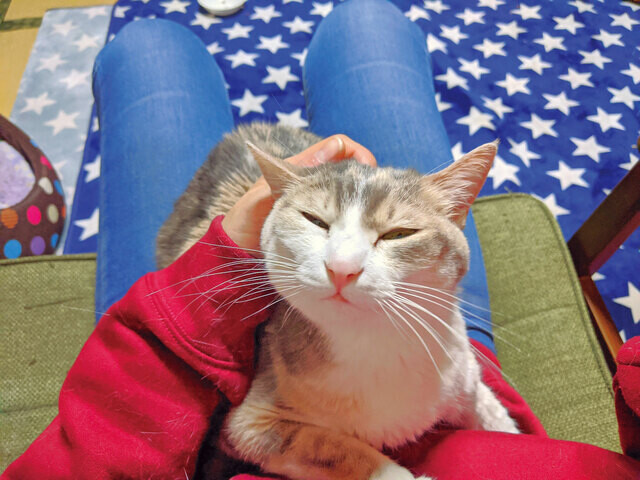「最期までお世話できないかも」 病気になった飼い主が保護猫“あずきちゃん”のために契約した〈ペット信託〉