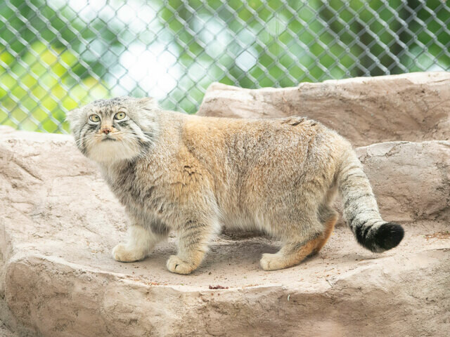 【4月23日は「国際マヌルネコの日」！】不機嫌顔がクセになる砂漠のモフモフ猫の記念日を〈マヌルネコのうた〉で盛り上がろう