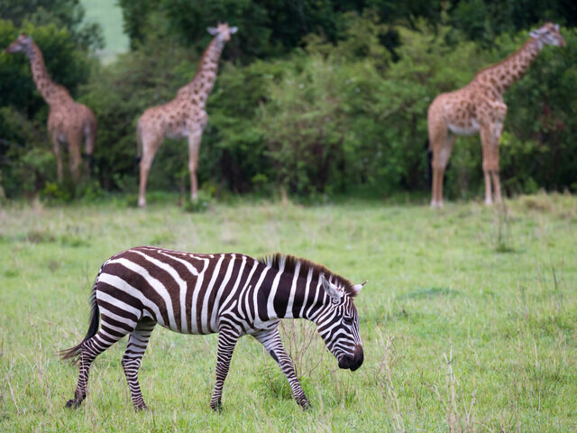 「ライオンに嚙みつかれたシマウマは“恍惚”の表情を…」旭山動物園を日本一にした獣医師・小菅正夫が“死にゆく動物”を見て気づいたこと