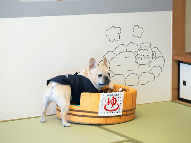 【愛犬と一緒に温泉へ！】和の趣と大自然に癒やされる、ドッグファーストな「ゆるり 奥日光with DOGS」の心やわらぐおもてなし