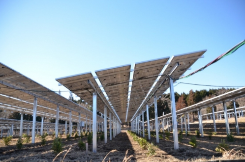 BCPGジャパン、静岡県御殿場市で営農型太陽光発電所の操業開始