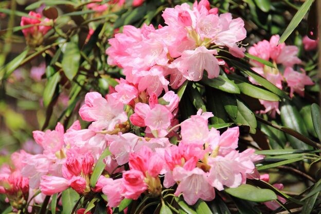 ［シャクナゲ］花の女王に会いに行く｜ツツジ科ツツジ属