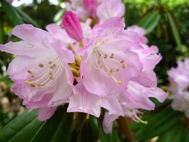 ［シャクナゲ］“花木の女王”に囲まれてうっとり。広島・花みどり公園｜ツツジ科ツツジ属