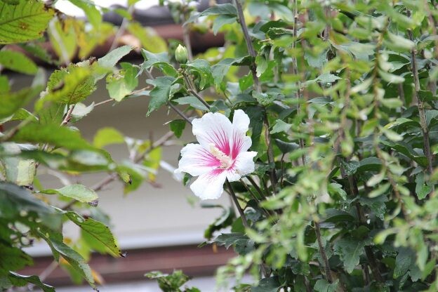 ［フヨウ／ムクゲ］暑い中でも元気いっぱい！ でも、フヨウorムクゲ、どっち？｜アオイ科フヨウ属