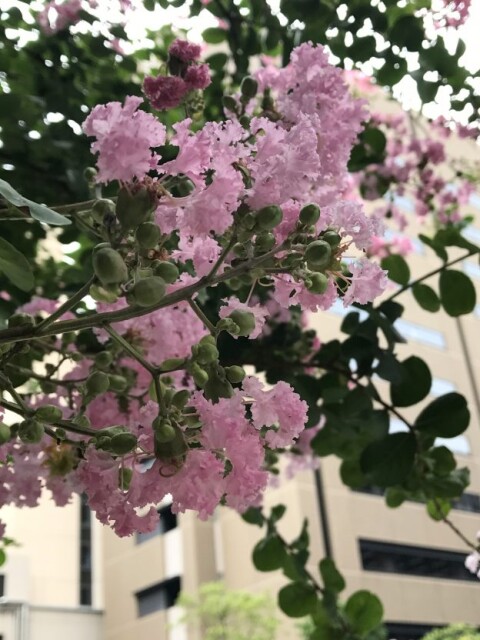 ［サルスベリ］夏の間中、美しい花を咲かせる　〜　百日紅｜ミソハギ科サルスベリ属