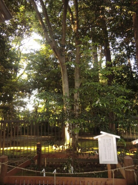 ［ナギ］古今東西　ご神木巡礼　その１０　一言主神社のご神木｜梛｜マキ科ナギ属