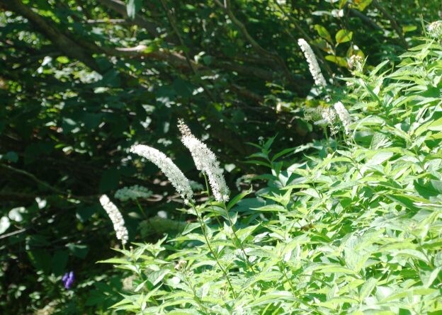 ［サラシナショウマ］渓谷で出合う野草たち｜キンポウゲ科サラシナショウマ属