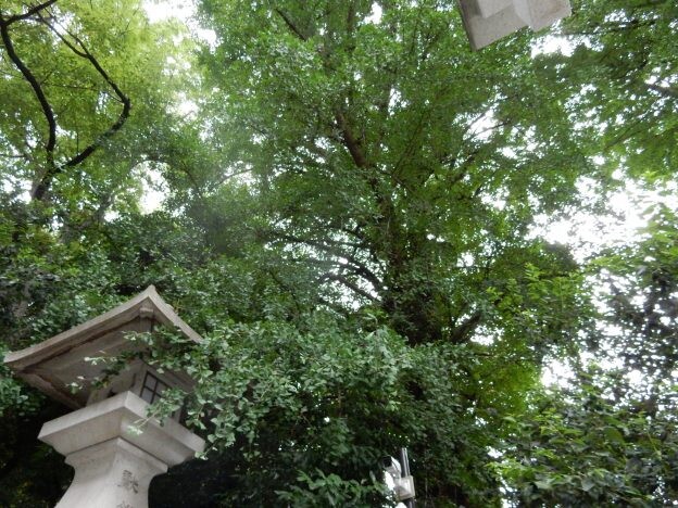 ［イチョウ］古今東西　ご神木巡礼　その１３　日枝神社の大イチョウ｜イチョウ科イチョウ属