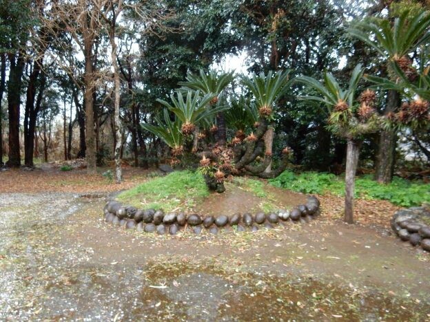 ［ソテツ］古今東西　ご神木巡礼　番外編　八丈島の樹齢600年を超すソテツ｜ソテツ科ソテツ属