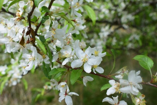 ［ズミ］乙女湖ロードに淡く香るズミの花｜バラ科リンゴ属