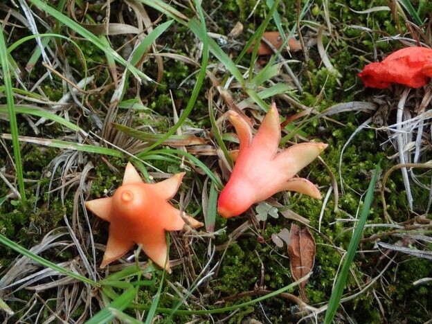 ザクロ ザクロの花とウインナー ミソハギ科ザクロ属 コラム 緑のgoo