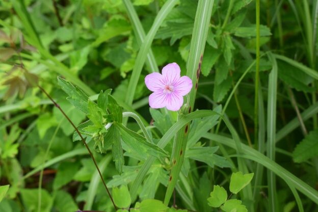 ［タチフウロ］小さな淡紫の可憐な花｜フウロソウ科フウロソウ属