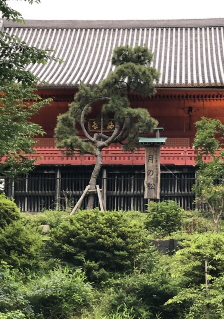 ［松］古今東西　ご神木巡礼　番外編〜上野・清水観音堂の“月の松”｜マツ科マツ属