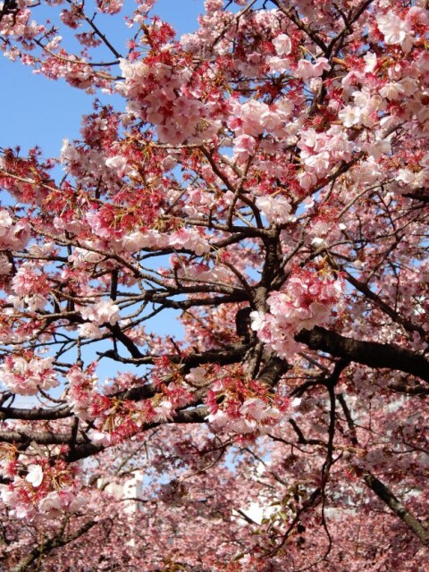 ［あたみ桜］桜は咲いたが、梅はまだかいな