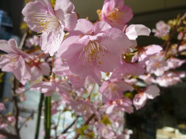 ［サクラ］早咲きの桜を楽しむ｜バラ科サクラ属