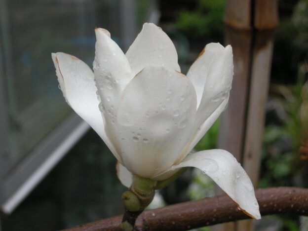 ［コブシ、ハクモクレン］春を告げる白い花｜モクレン科モクレン属