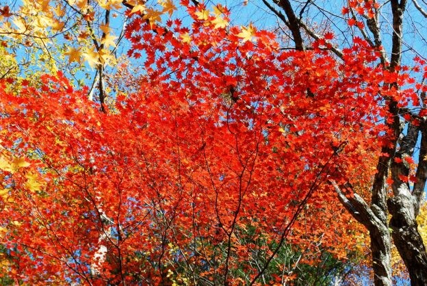 ［紅葉］紅葉スポット紹介 Vol.3　後編