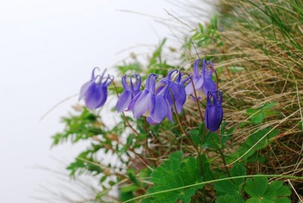 ［ミヤマオダマキ］稜線歩きで出あう紫色の花｜キンポウゲ科オダマキ属