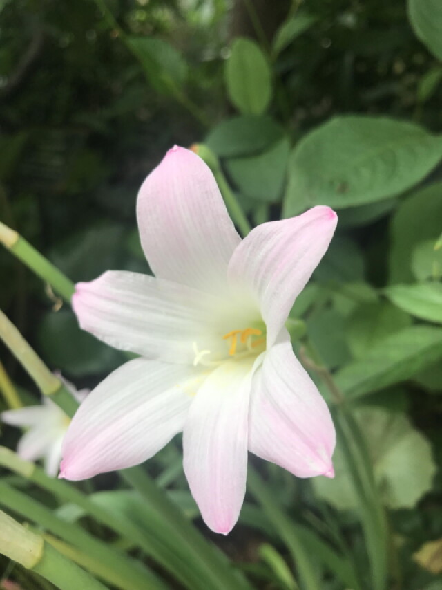 ［ハブランサス］雨になると咲く花：レインリリー｜ヒガンバナ科Habranthus属