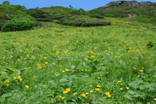 ［シナノキンバイ］夏の高山にお花畑を作ります｜キンポウゲ科キンバイソウ属
