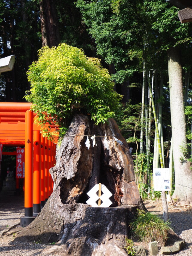 ［クスノキ］古今東西　ご神木巡礼　その42（茨城編５）〜常盤神社のパワーツリー｜クスノキ科クスノキ属