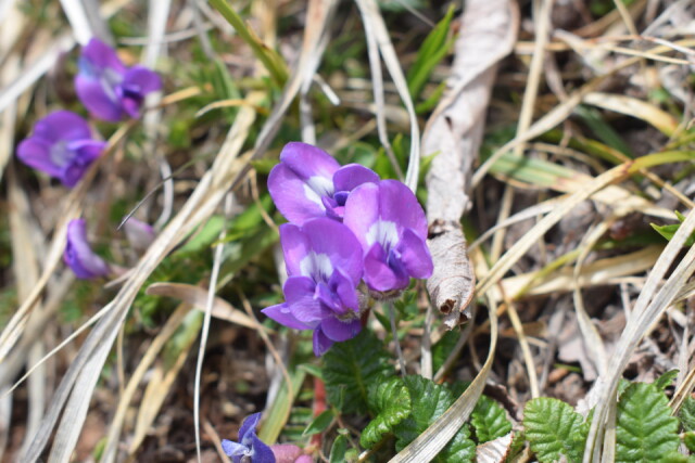 ［オヤマノエンドウ］鮮やかな赤紫色が目を惹く高山の花｜マメ科オヤマノエンドウ属