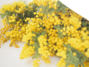 3月8日はミモザの日。黄色がまぶしい、春の花「ミモザ」 はどう飾る？
