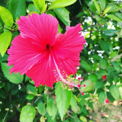 旅先での花探しって楽しい！　沖縄の花、探してきました