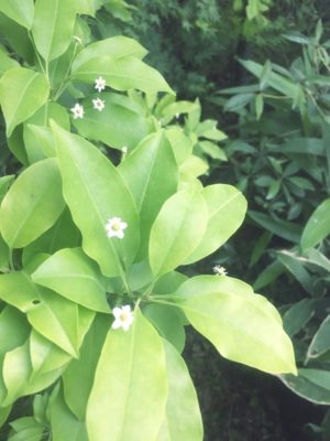 小さな花と実を実らせるソヨゴの秘密とは コラム 緑のgoo