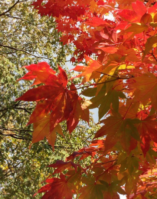 【素朴なギモンシリーズ②】どうして秋になると、葉っぱが赤く紅葉するの？