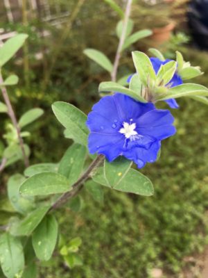 印象的な青色の花！アメリカンブルーについてご紹介！