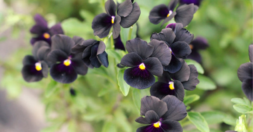 黒い花は不思議と人を魅了する!?　深い色味とシックな印象の黒色植物9選